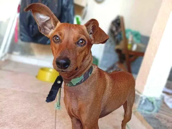 Cachorro ra a Mix pinsher  idade 1 ano nome Madruguinha 