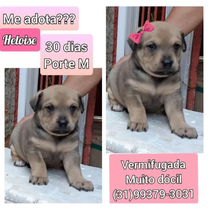 Cachorro raça SRD idade 2 a 6 meses nome Heloise