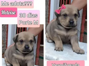 Cachorro raça SRD idade 2 a 6 meses nome Heloise