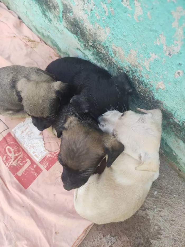 Cachorro ra a Salsicha porte pequeno idade 2 a 6 meses nome Sem ne mone 