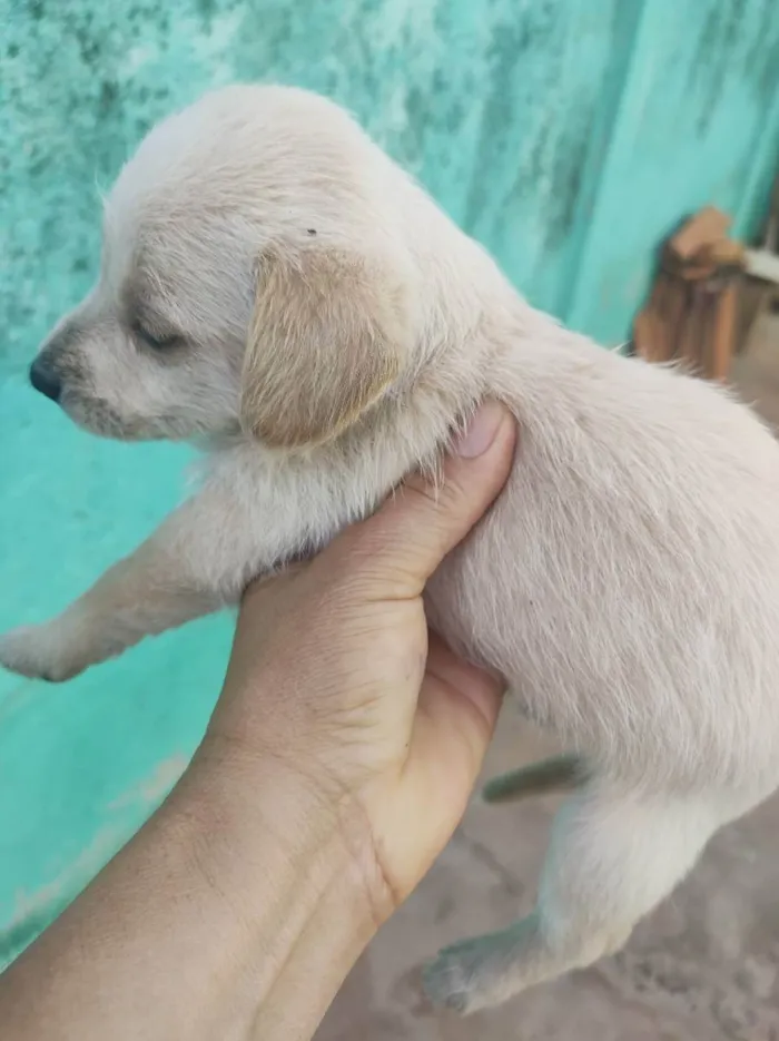 Cachorro ra a Salsicha porte pequeno idade 2 a 6 meses nome Sem ne mone 
