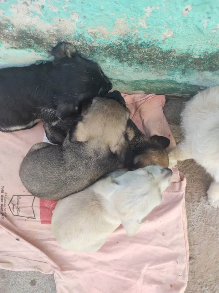 Cachorro ra a Salsicha porte pequeno idade 2 a 6 meses nome Sem ne mone 