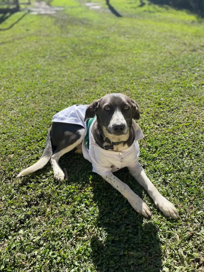 Cachorro ra a SRD idade 1 ano nome Beach