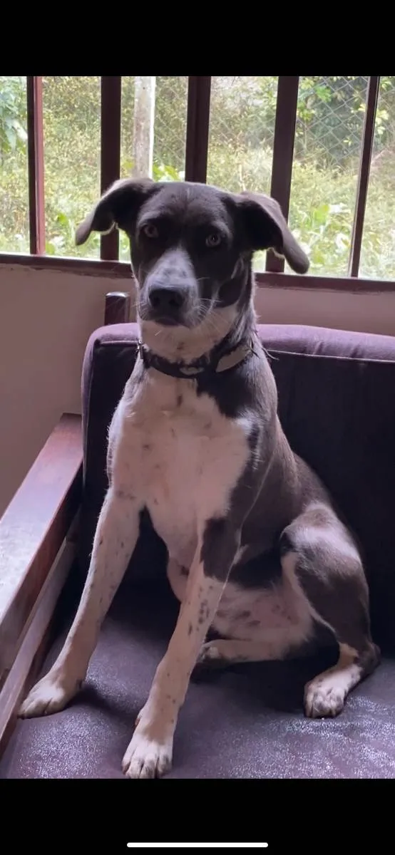 Cachorro ra a SRD idade 1 ano nome Beach