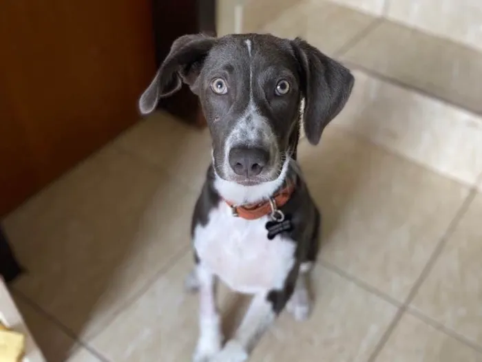 Cachorro ra a SRD idade 1 ano nome Beach