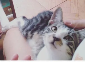 Gato raça sem raça idade 1 ano nome Lindinhos