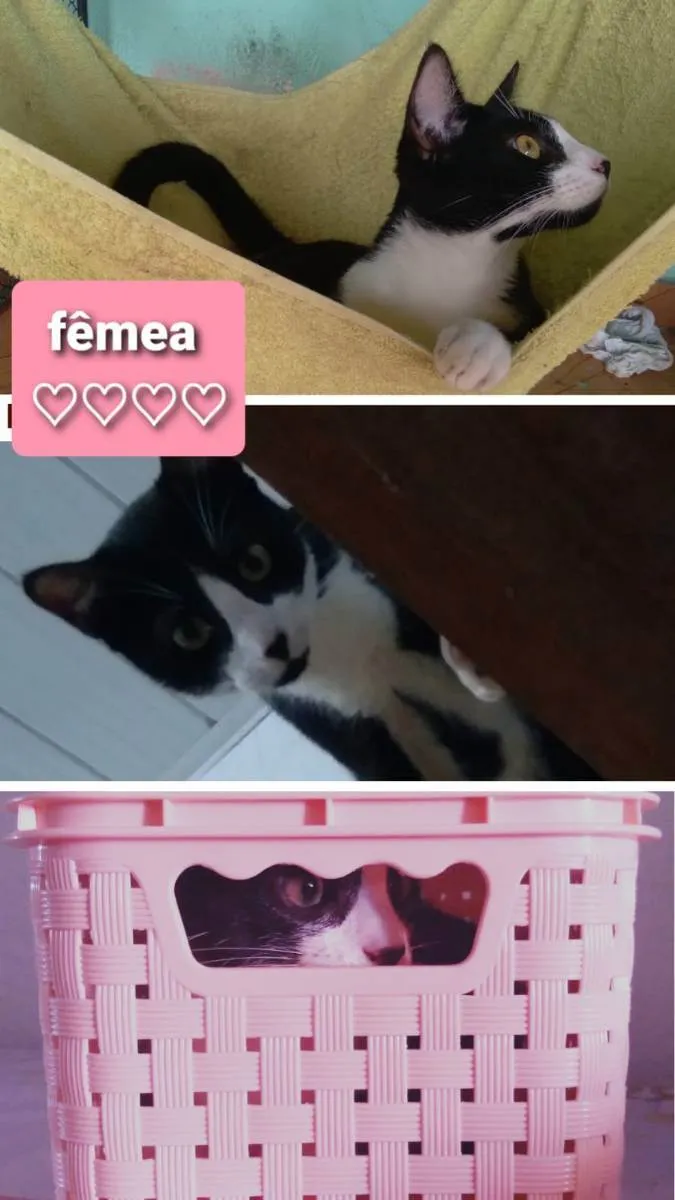 Gato ra a sem raça idade 1 ano nome Lindinhos