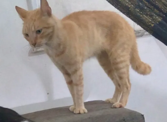 Gato ra a sem raça idade 1 ano nome Lindinhos