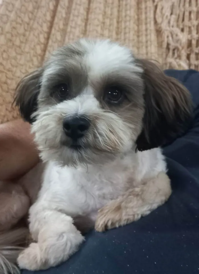Cachorro ra a Mistura de yorkshire com shitz idade 1 ano nome Harry