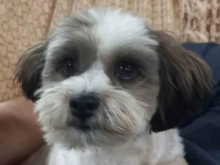 Cachorro ra a Mistura de yorkshire com shitz idade 1 ano nome Harry