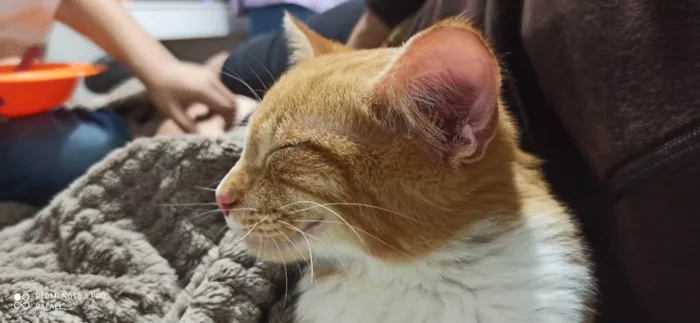 Gato ra a Não definida  idade 2 a 6 meses nome Jimmy 