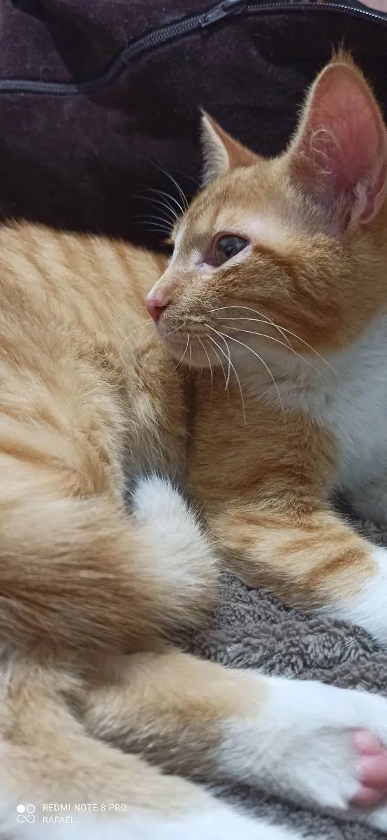 Gato ra a Não definida  idade 2 a 6 meses nome Jimmy 