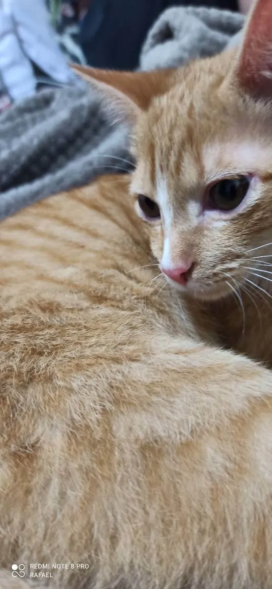 Gato ra a Não definida  idade 2 a 6 meses nome Jimmy 