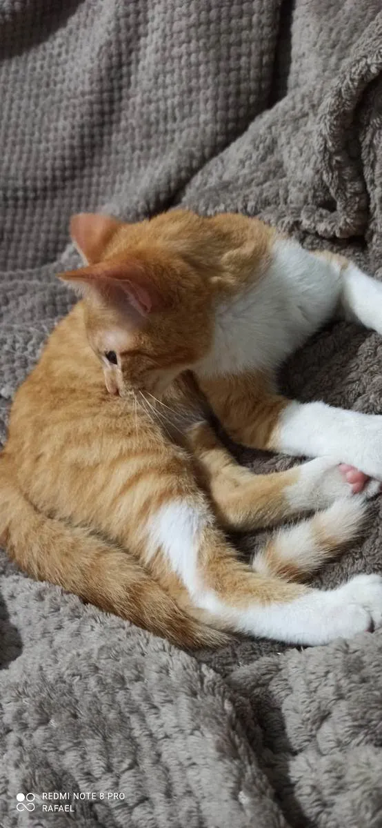 Gato ra a Não definida  idade 2 a 6 meses nome Jimmy 