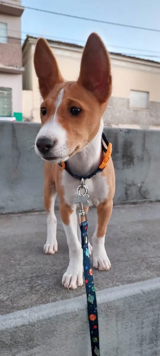 Cachorro ra a Basenji idade 2 a 6 meses nome Farofa