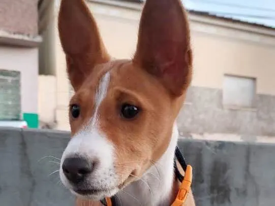 Cachorro ra a Basenji idade 2 a 6 meses nome Farofa