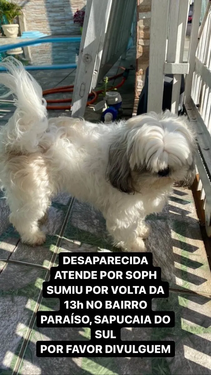 Cachorro ra a Shitzu  idade 5 anos nome Soph