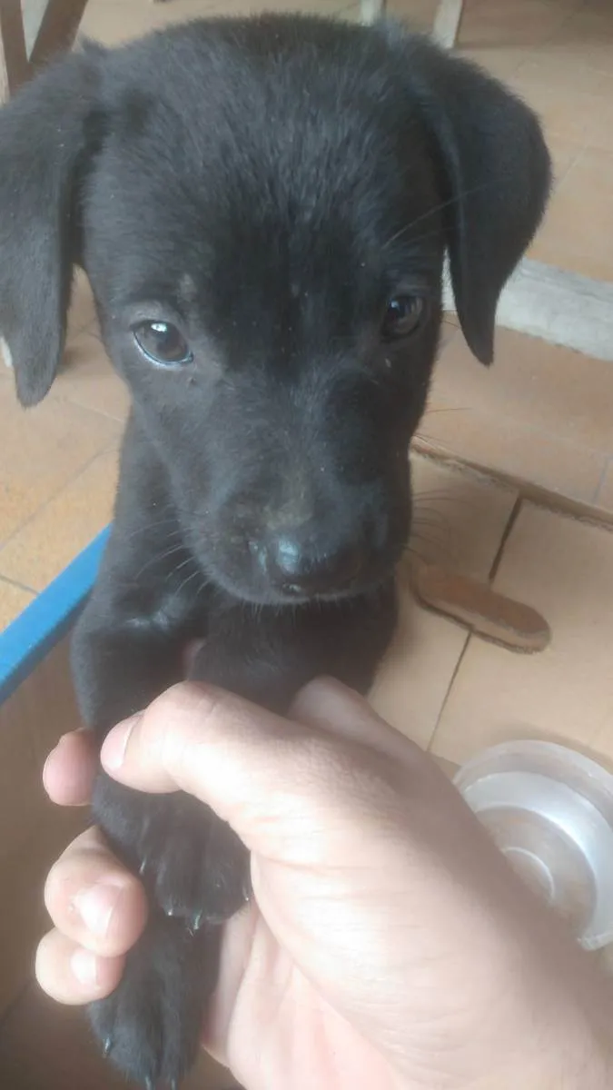 Cachorro ra a  idade Abaixo de 2 meses nome Pretinho