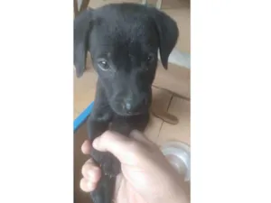 Cachorro raça  idade Abaixo de 2 meses nome Pretinho