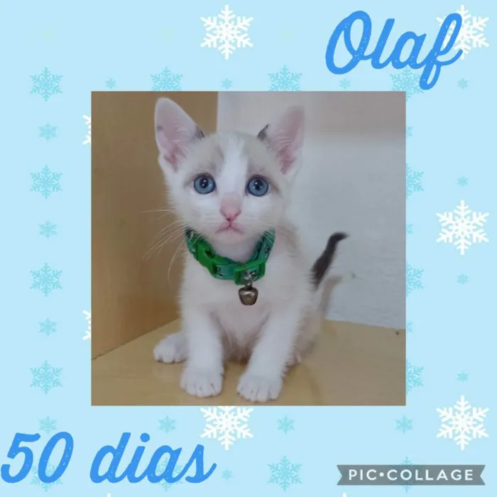 Gato raça  idade Abaixo de 2 meses nome Olaf 