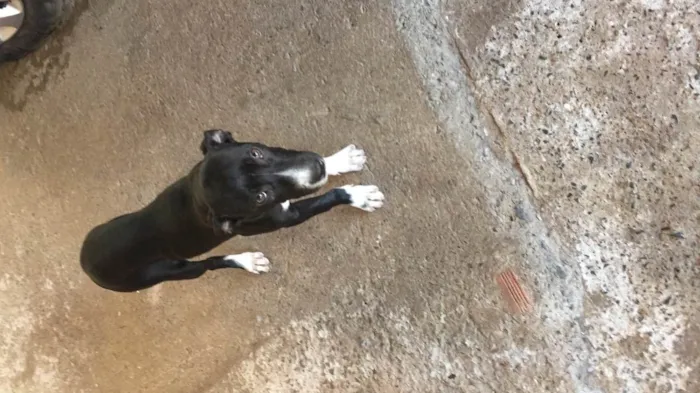 Cachorro ra a Indefinida idade 2 a 6 meses nome Neguinha