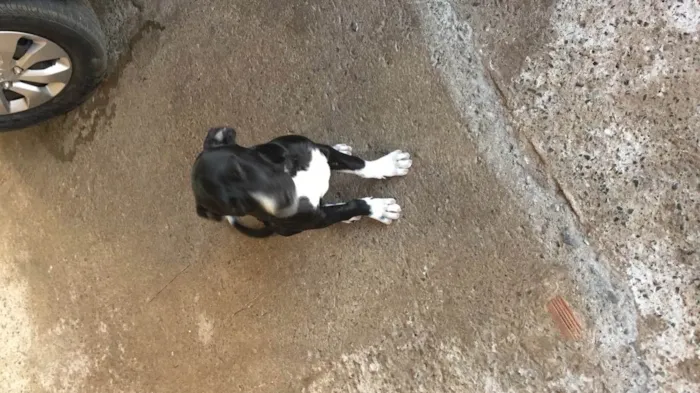 Cachorro ra a Indefinida idade 2 a 6 meses nome Neguinha