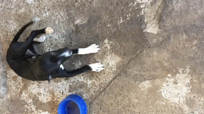 Cachorro ra a Indefinida idade 2 a 6 meses nome Neguinha