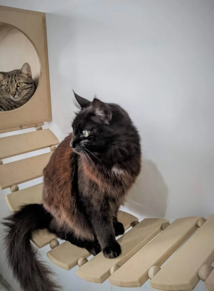 Gato ra a SRD idade 7 a 11 meses nome SOFIE
