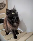 SOFIE