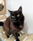 SOFIE