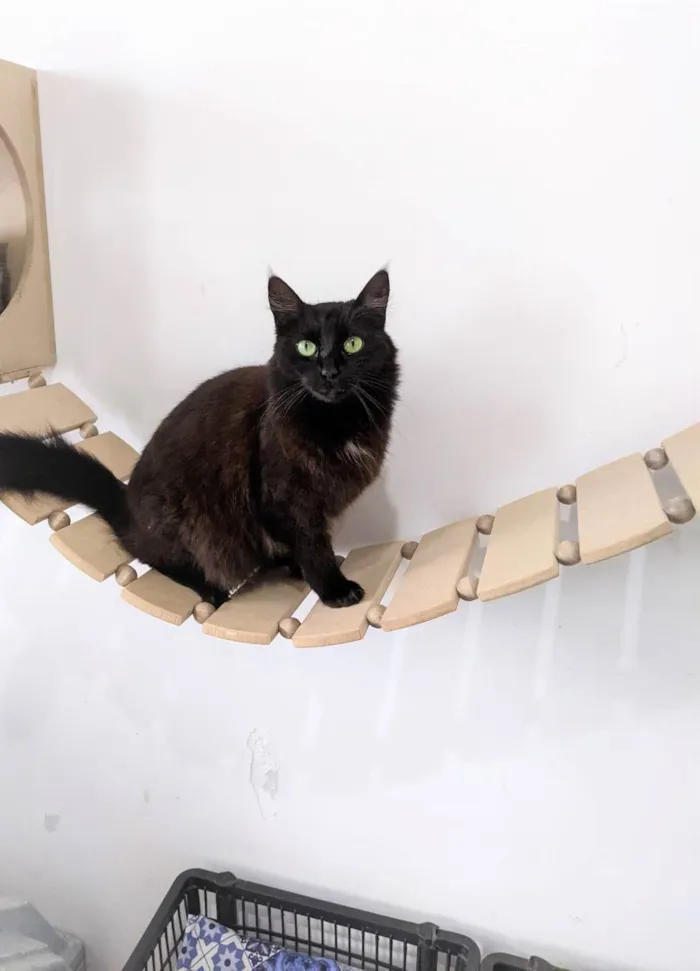 Gato ra a SRD idade 7 a 11 meses nome SOFIE