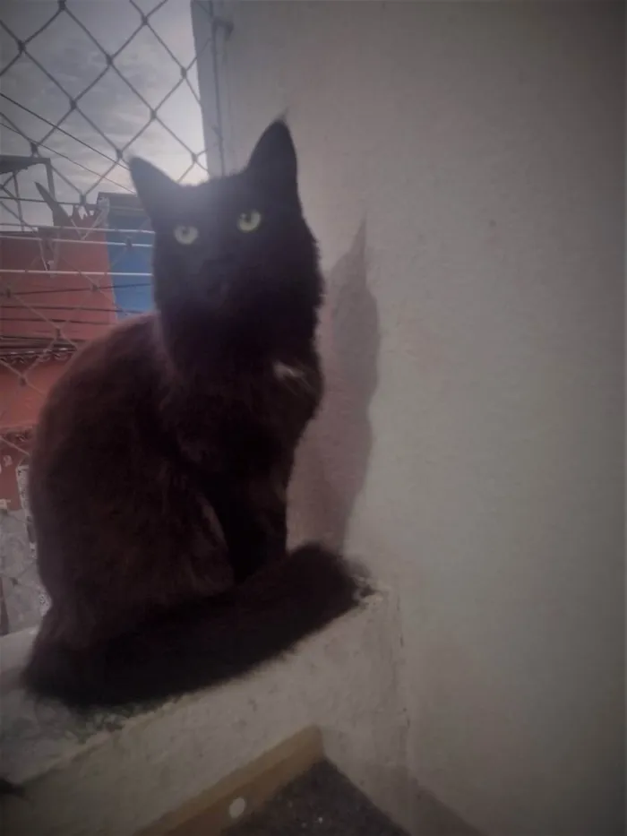 Gato ra a SRD idade 7 a 11 meses nome SOFIE