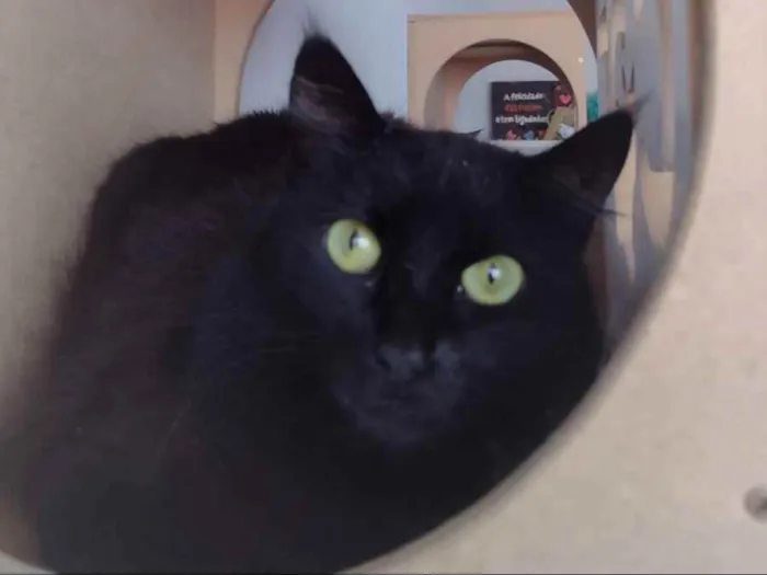 Gato ra a SRD idade 7 a 11 meses nome SOFIE