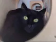 SOFIE