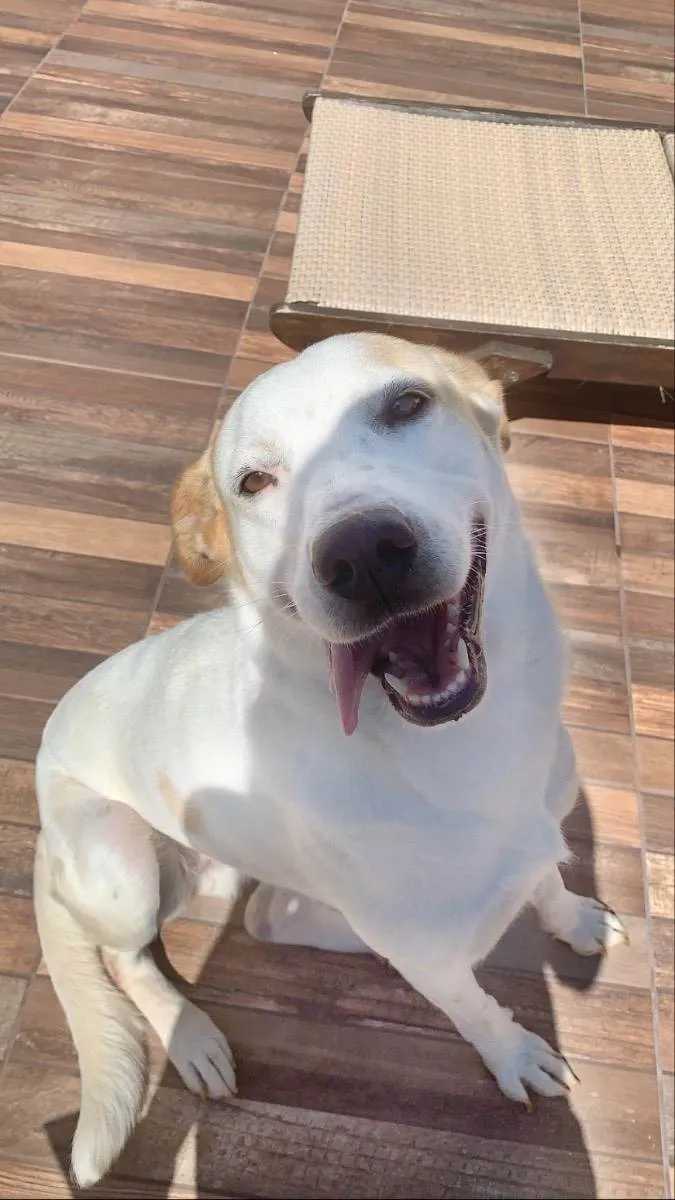 Cachorro ra a Pai Golden Retriever Mãe SRD idade 4 anos nome Pandora