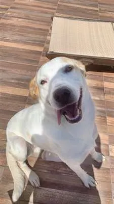 Cachorro raça Pai Golden Retriever Mãe SRD idade 4 anos nome Pandora