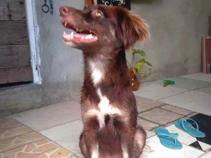 Cachorro ra a Filha de puldo com vira-latas  idade 1 ano nome Meg