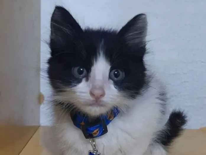 Gato raça  idade Abaixo de 2 meses nome Frajola 