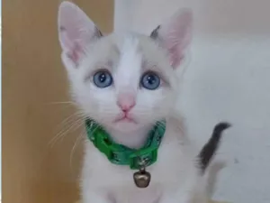 Gato raça  idade Abaixo de 2 meses nome Olaf 