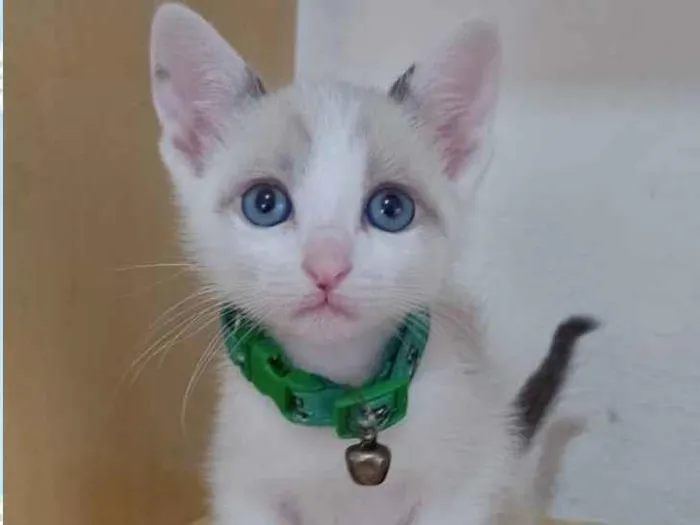 Gato raça  idade Abaixo de 2 meses nome Olaf 