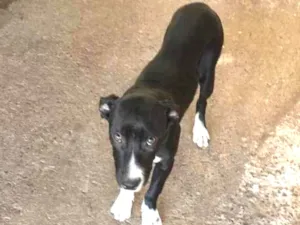 Cachorro raça Indefinida idade 2 a 6 meses nome Neguinha