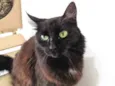 SOFIE