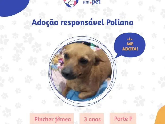 Cachorro ra a Pincher (misturada) idade 3 anos nome Poliana