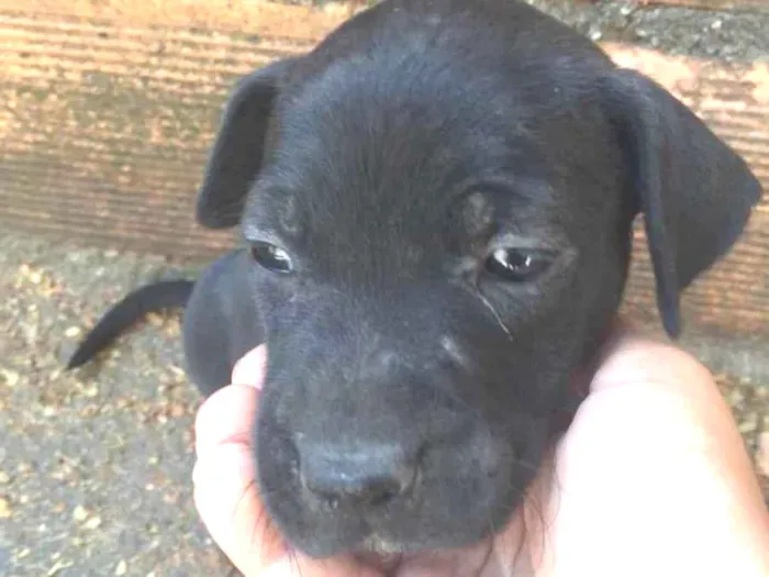 Cachorro ra a Ausência de raça pura idade Abaixo de 2 meses nome Pitty,Robin,  Scotty