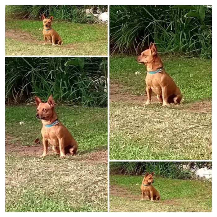 Cachorro ra a SRD  idade  nome Totó 