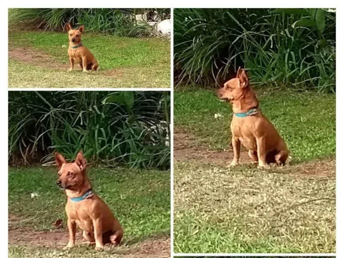 Cachorro ra a SRD  idade  nome Totó 