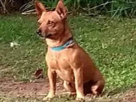 Cachorro ra a SRD  idade  nome Totó 