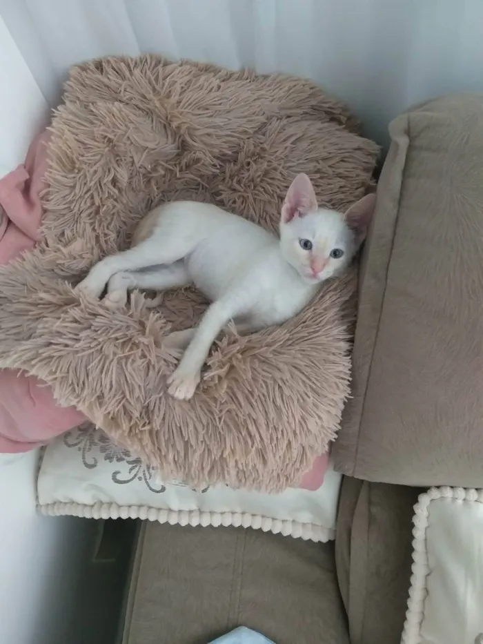 Gato raça RSD idade 2 a 6 meses nome Kito