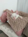 Kito