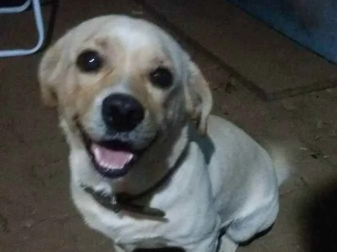 Cachorro ra a Labrador  idade 3 anos nome Doguias